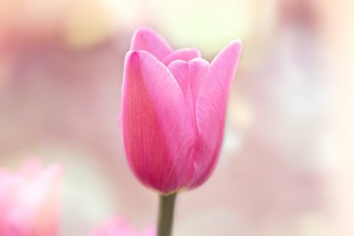 tulip flower blossom