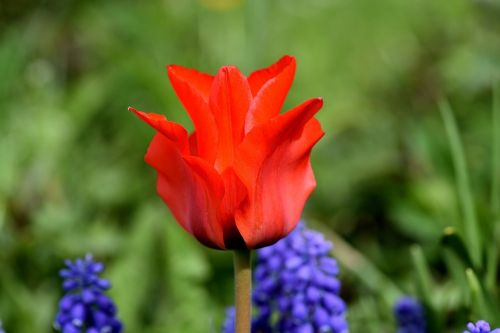 tulip flower blossom