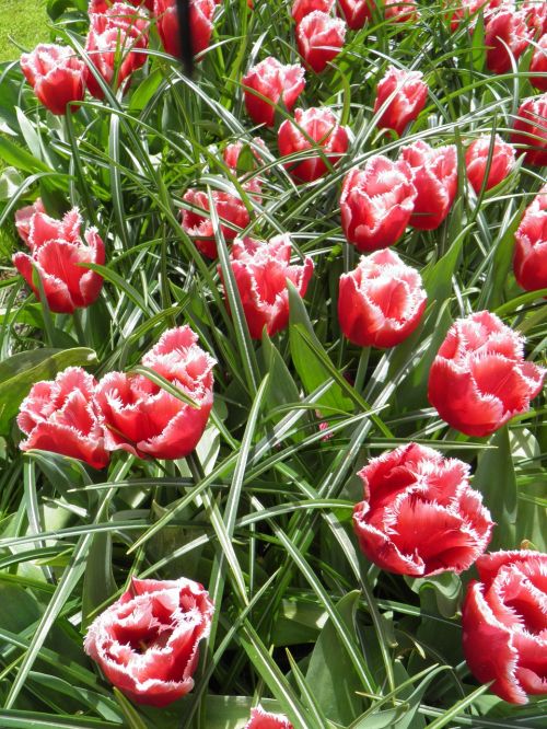 tulip park tulips