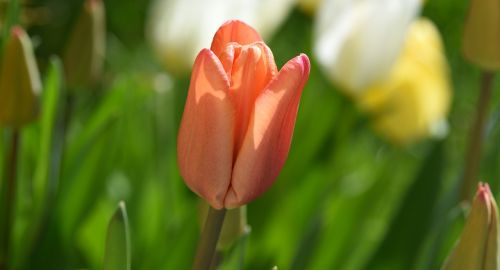 tulip flower pale