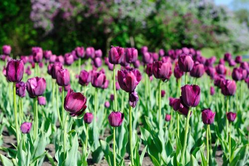 tulip flowers nature