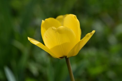 tulip flower yellow