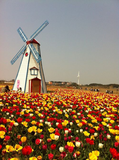 tulip windmill field