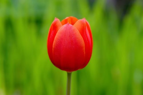 tulip flower blossom