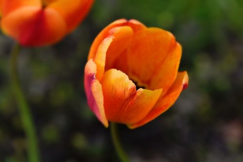 tulip flower blossom