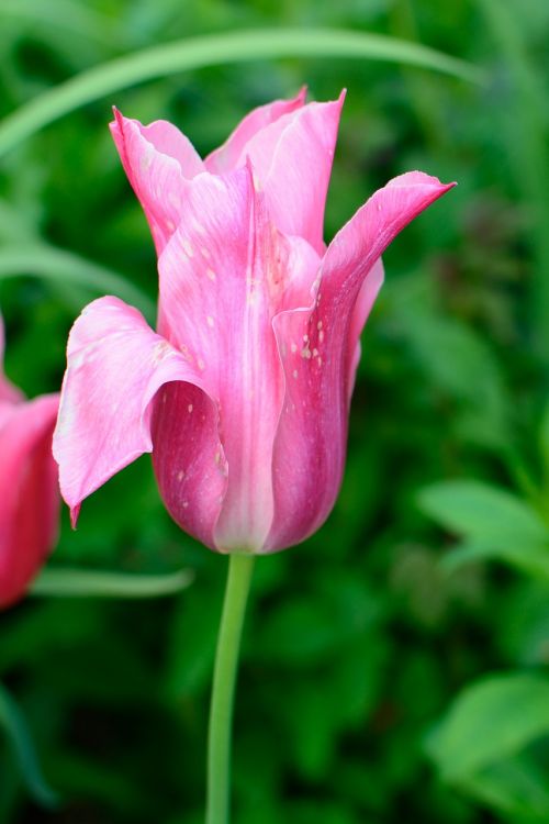 tulip blossom bloom