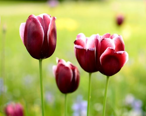 tulip blossom bloom