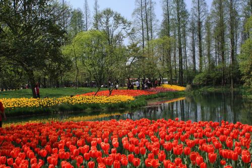 tulip the scenery spring