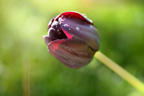 tulip flower blossom