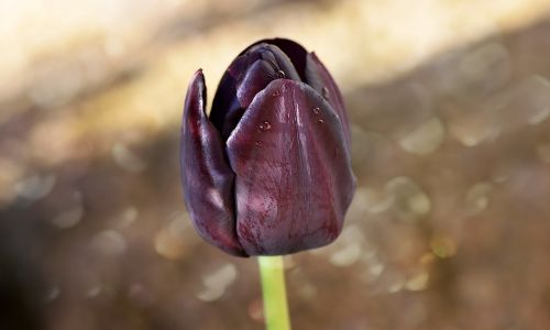 tulip flower blossom