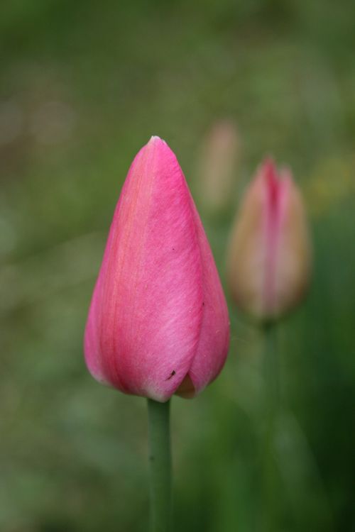 tulip flower pink