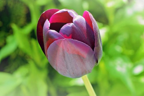 tulip flower purple