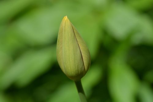 tulip flower closed