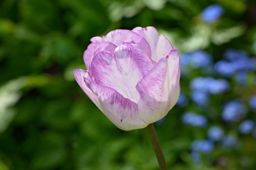 tulip flower plant