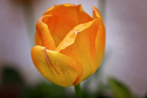 tulip flower orange