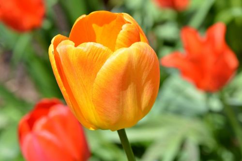 tulip flower blossom