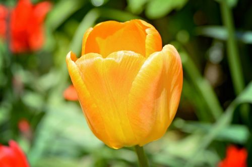 tulip flower blossom