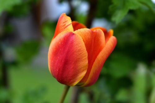 tulip flower blossom