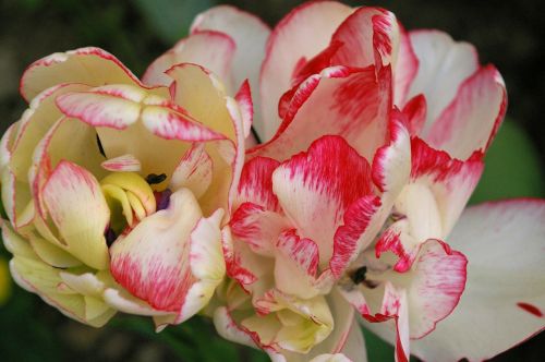 tulip blossom bloom