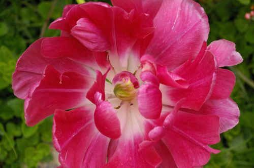 tulip spring blossom