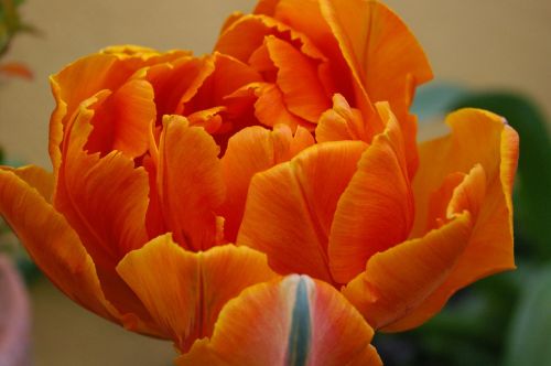 tulip petals spring