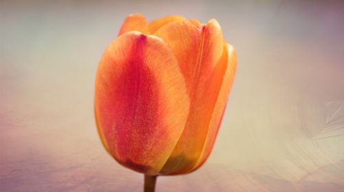 tulip flower blossom