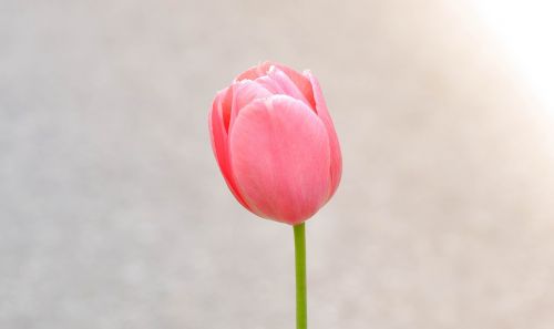 tulip flower blossom