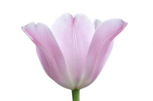 tulip flower plant