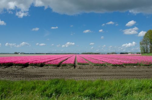 tulip field dutch