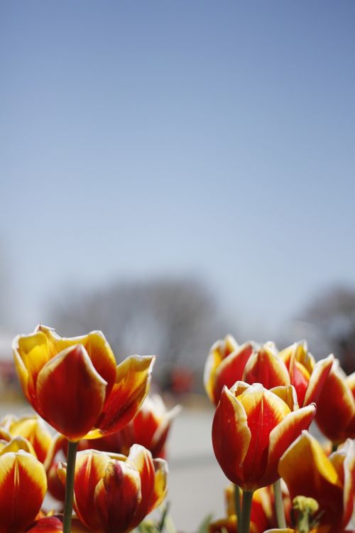 tulip spring flowers