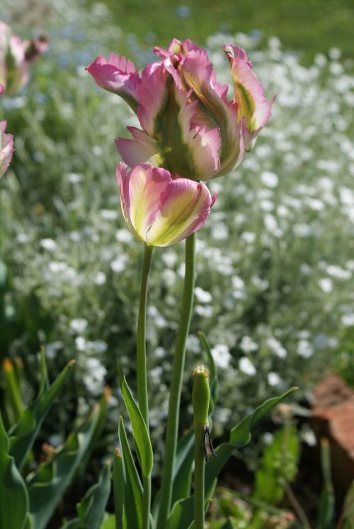 tulip special spring