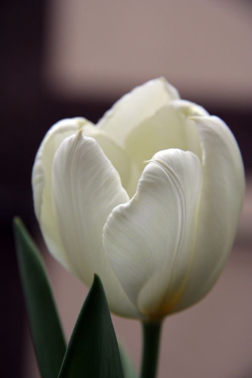 tulip white flower