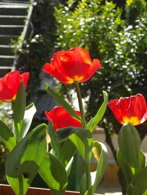 tulip red flower