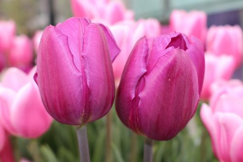 tulip floral nature