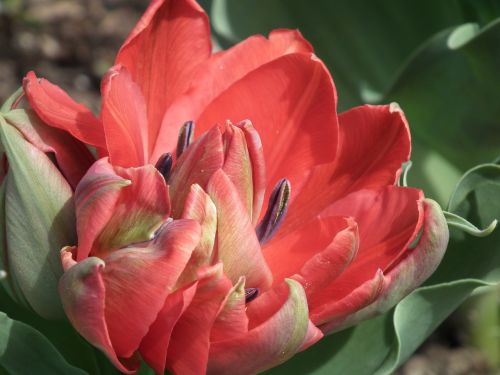 tulip spring flower