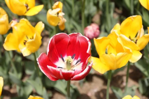 tulip flower red
