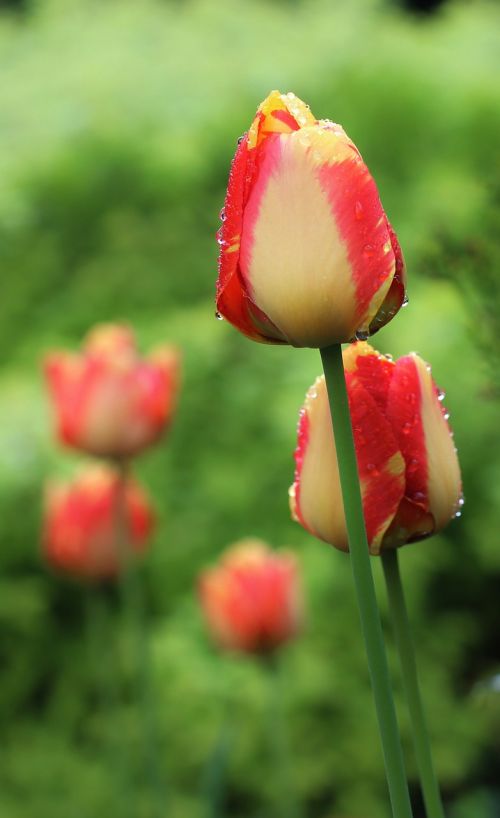 tulip flower beauty