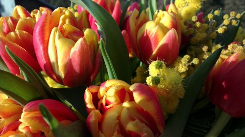 tulip mimosa flower bouquet