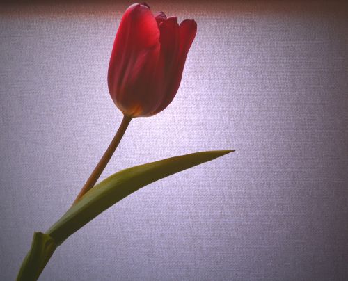 tulip light red