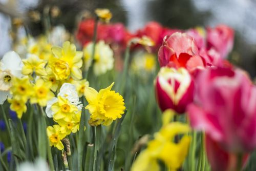 tulip daffodil flower