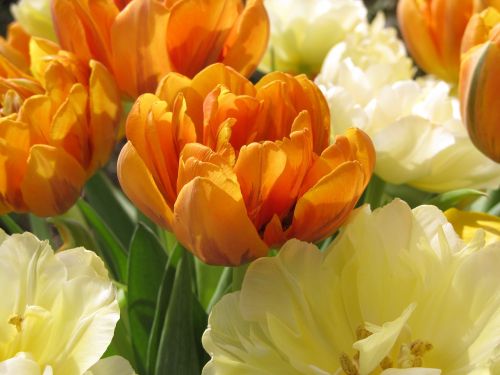 tulip orange cream