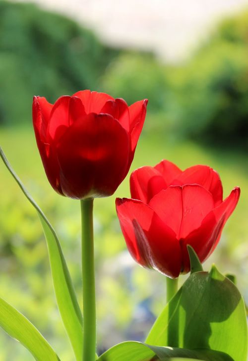 tulip red spring