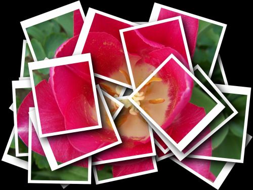 tulip pink collage