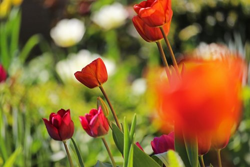 tulip bed  spring  april