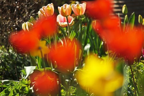 tulip bed  spring  april