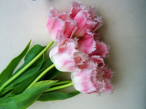 tulip bouquet pale pink cut flower