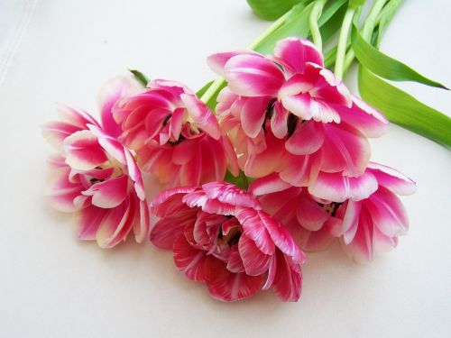 tulip bouquet pink cut flower