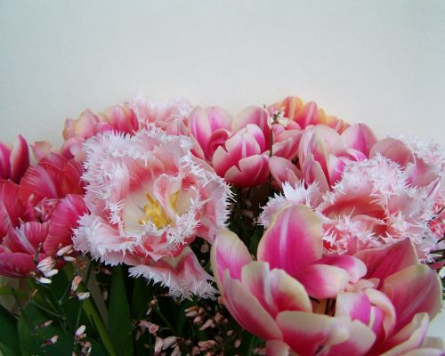 tulip bouquet pink and white flowers cut flower