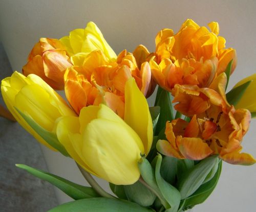 tulip bouquet yellow-orange cut flower