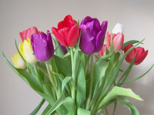 tulip bouquet colorful tulips cut flower